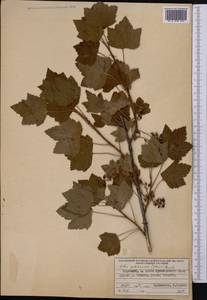 Ribes spicatum subsp. lapponicum Hyl., Средняя Азия и Казахстан, Западный Тянь-Шань и Каратау (M3) (Киргизия)