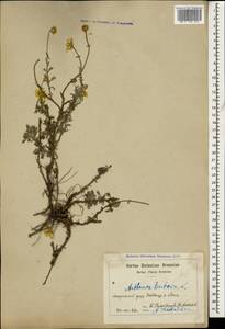 Cota tinctoria subsp. tinctoria, Кавказ, Армения (K5) (Армения)