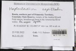 Haplocladium microphyllum (Sw. ex Hedw.) Müll. Hal., Гербарий мохообразных, Мхи - Дальний Восток (без Чукотки и Камчатки) (B20) (Россия)