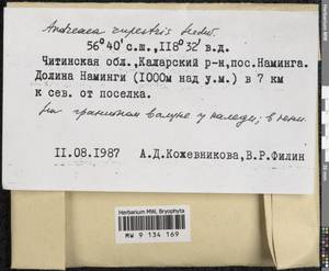 Andreaea rupestris Hedw., Гербарий мохообразных, Мхи - Прибайкалье и Забайкалье (B18) (Россия)