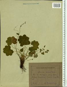 Манжетка сверкающая Buser, Восточная Европа, Белоруссия (E3a) (Белоруссия)