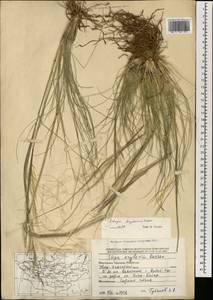 Ковыль Крылова Roshev., Монголия (MONG) (Монголия)