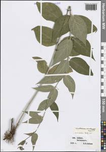 Ластовень Шмальгаузена (Kusn.) Litv., Кавказ, Ставропольский край, Карачаево-Черкесия, Кабардино-Балкария (K1b) (Россия)