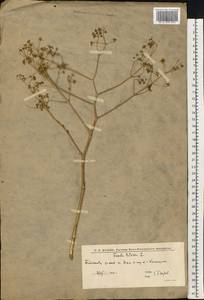 Ферула татарская Fisch. ex Spreng., Восточная Европа, Нижневолжский район (E9) (Россия)