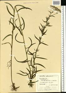 Achillea ptarmica subsp. ptarmica, Восточная Европа, Западно-Украинский район (E13) (Украина)