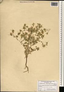 Centaurea bruguiereana subsp. belangeriana (DC.) Bornm., Зарубежная Азия (ASIA) (Иран)