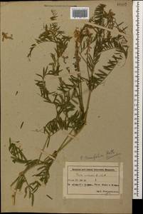 Горошек тонколистный Roth, Кавказ, Азербайджан (K6) (Азербайджан)