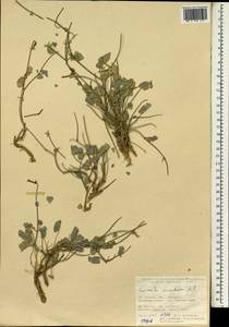 Coronilla orientalis Mill., Зарубежная Азия (ASIA) (Турция)