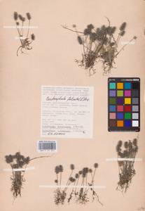 Рогоглавник серповидный (L.) Cramer, Восточная Европа, Нижневолжский район (E9) (Россия)