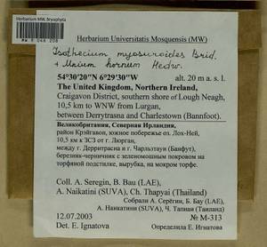 Pseudisothecium myosuroides (Brid.) Grout, Гербарий мохообразных, Мхи - Западная Европа (BEu) (Великобритания)