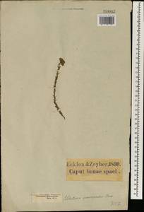 Lobostemon capitatus (L.) Buek, Африка (AFR) (ЮАР)