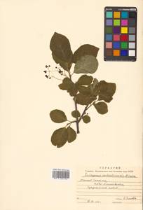 Бересклет сахалинский (F.Schmidt) Maxim., Сибирь, Дальний Восток (S6) (Россия)
