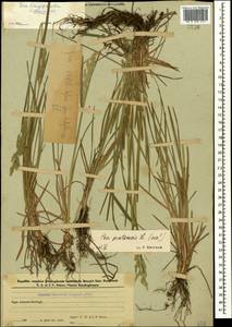 Мятлик луговой L., Кавказ, Азербайджан (K6) (Азербайджан)