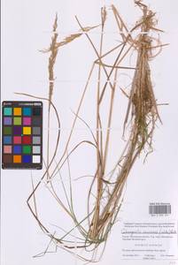 Вейник седеющий (Weber) Roth, Восточная Европа, Московская область и Москва (E4a) (Россия)