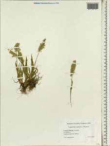 Lamarckia aurea (L.) Moench, Африка (AFR) (Испания)