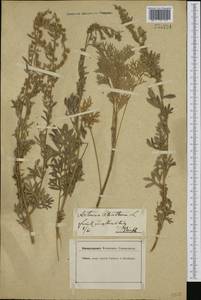 Полынь горькая L., Западная Европа (EUR) (Германия)