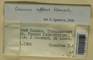 Grimmia longirostris Hook., Гербарий мохообразных, Мхи - Северный Кавказ и Предкавказье (B12) (Россия)