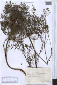 Cenolophium fischeri (Spreng.) W.D.J.Koch, Средняя Азия и Казахстан, Северный и Центральный Казахстан (M10) (Казахстан)