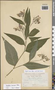 Symphytum tanaicense Steven, Восточная Европа, Центральный лесостепной район (E6) (Россия)