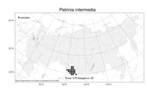 Patrinia intermedia, Патриния средняя (Hornem.) Roem. & Schult., Атлас флоры России (FLORUS) (Россия)