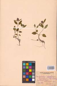 MHA 0 154 061, Черноголовка обыкновенная L., Восточная Европа, Северо-Западный район (E2) (Россия)