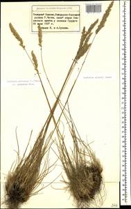 Koeleria eriostachya Pancic, Кавказ, Ставропольский край, Карачаево-Черкесия, Кабардино-Балкария (K1b) (Россия)