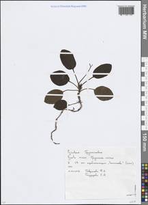Грушанка малая L., Восточная Европа, Московская область и Москва (E4a) (Россия)