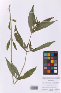 Череда поникающая, Череда поникшая L., Восточная Европа, Московская область и Москва (E4a) (Россия)