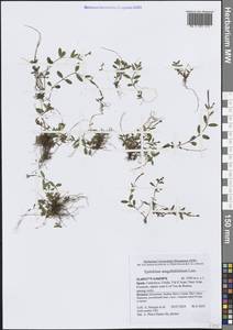 Кипрей, Западная Европа (EUR) (Испания)