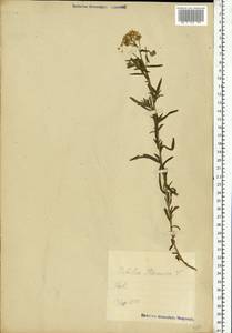 Achillea ptarmica subsp. ptarmica, Восточная Европа, Эстония (E2c) (Эстония)