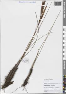 Anarthria gracilis R.Br., Австралия и Океания (AUSTR) (Австралия)