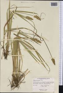 Осока стесненная Muhl. ex Willd., Америка (AMER) (Канада)