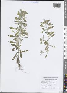 Сушеница русская Kirp., Восточная Европа, Центральный район (E4) (Россия)