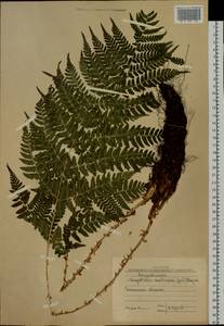Dryopteris dilatata subsp. dilatata, Сибирь, Прибайкалье и Забайкалье (S4) (Россия)