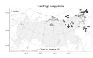 Saxifraga serpyllifolia, Камнеломка чабрецелистная Pursh, Атлас флоры России (FLORUS) (Россия)