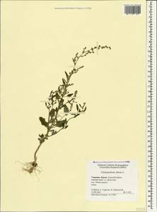 Марь белая L., Крым (KRYM) (Россия)