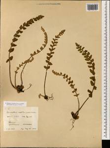 Paragymnopteris vestita (Wall. ex C. Presl) K. H. Shing, Зарубежная Азия (ASIA) (КНР)