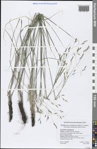 Piptatherum coerulescens (Desf.) P.Beauv., Зарубежная Азия (ASIA) (Турция)