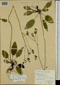 Hieracium murorum subsp. morulum (Dahlst.) Zahn, Восточная Европа, Волжско-Камский район (E7) (Россия)