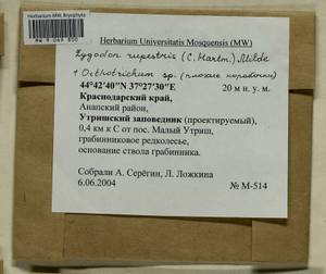 Orthotrichum, Гербарий мохообразных, Мхи - Северный Кавказ и Предкавказье (B12) (Россия)