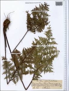Cheilanthes involuta (Sw.) Schelpe & N. C. Anthony, Африка (AFR) (Эфиопия)