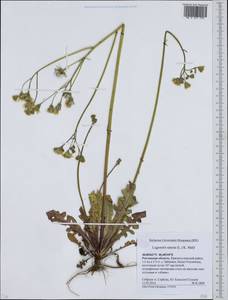 Crepis sancta subsp. sancta, Восточная Европа, Ростовская область (E12a) (Россия)