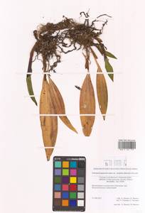 Кремастра изменчивая (Blume) I.D.Lund, Сибирь, Дальний Восток (S6) (Россия)