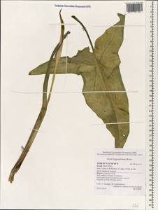 Arum hygrophilum Boiss., Зарубежная Азия (ASIA) (Израиль)