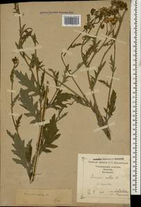 Jacobaea erucifolia subsp. grandidentata (Ledeb.) V. V. Fateryga & Fateryga, Кавказ, Грузия (K4) (Грузия)