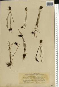 Мышиный гиацинт незамеченный Guss. ex Ten., Восточная Европа, Южно-Украинский район (E12) (Украина)