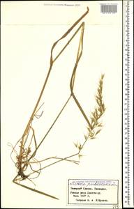 Avenula pubescens (Huds.) Dumort., Кавказ, Ставропольский край, Карачаево-Черкесия, Кабардино-Балкария (K1b) (Россия)