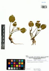 Болотоцветник щитковый (S. G. Gmelin) O. Kuntze, Сибирь, Прибайкалье и Забайкалье (S4) (Россия)