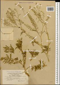 Клоповник пузырчатый L., Кавказ, Грузия (K4) (Грузия)