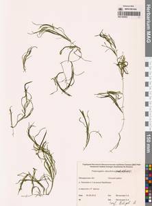 Рдест туполистный Mert. & W.D.J.Koch, Сибирь, Чукотка и Камчатка (S7) (Россия)